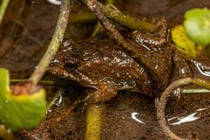 klein Süd- Frosch foto