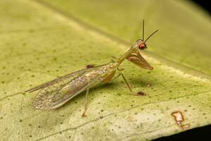 Erwachsene Mantisfliege Insekt foto