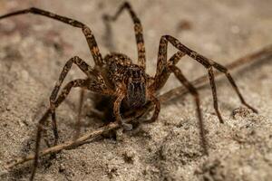 erwachsene Wanderspinne foto