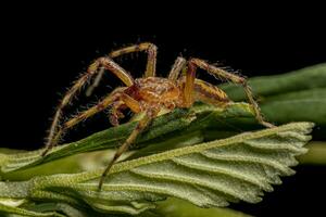 erwachsene männliche Geisterspinne foto