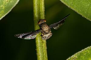 Bildgeflügelte Fliege für Erwachsene foto