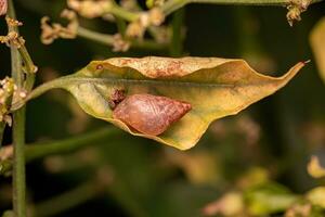 kleine helicinan schnecke foto