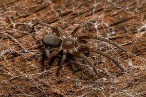 südliche Hausspinne foto