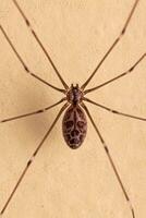Erwachsene weiblich blass Vati lange Beine Spinne foto