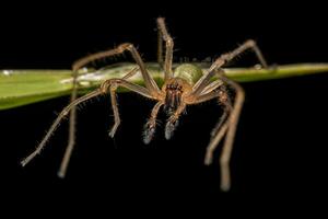 Erwachsene männlich lange mit Beinen Sack Spinne foto