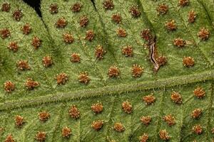 Sporangien auf den Blättern eines Farns foto