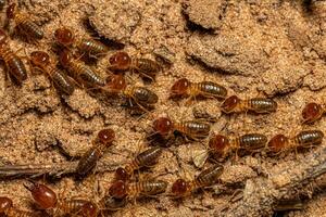 ausgewachsene kieferschnäuzige Termiten foto