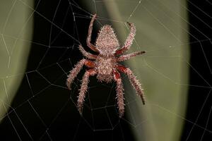 Erwachsene typisch orbweaver foto