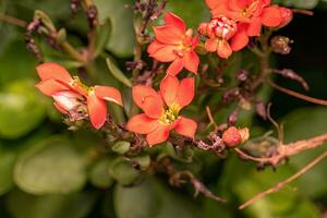 flammende katy rote blume foto