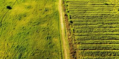 generativ ai, Bauernhof Landschaft, landwirtschaftlich Felder, schön Landschaft, Land Straße. Natur Illustration, fotorealistisch oben Aussicht Drohne, horizontal Banner. foto