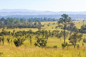 Thung Salaeng Luang Nationalpark. Savannenfeld und Kiefer. Provinz Phetchabun und Phitsanulok. nördlich von thailand. Landschaftsansicht foto