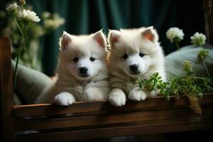 süß samoyed Welpen auf das Sofa foto