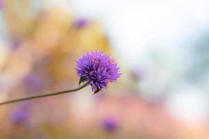 lila Blumen am Himmel. foto