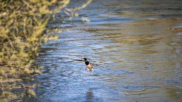 Stockente Wasservogel auf dem Fluss