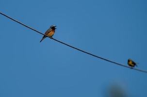 Gartenrotschwanzvogel thront auf einem Hochspannungsdraht foto