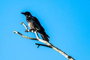 Krähenvogel auf der Spitze eines Baumstamms platziert foto