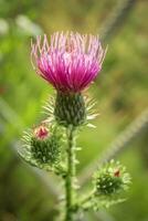 schön Rosa Distel Blume mit zwei Knospen auf Grün Bokeh Hintergrund foto