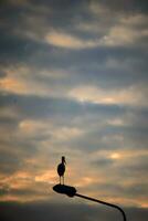 dunkel Storch Silhouette Stehen auf ein Lampe Pole im Orange Sonne Licht Sonnenuntergang Himmel Hintergrund mit dunkel Wolken foto