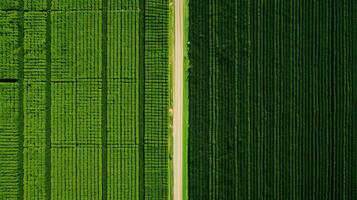 generativ ai, Bauernhof Landschaft, landwirtschaftlich Felder, schön Landschaft, Land Straße. Natur Illustration, fotorealistisch oben Aussicht Drohne, horizontal Banner. foto