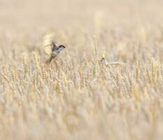 männlich Spatz fliegend auf ein Weizen Feld foto