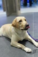 schließen oben Labrador Retriever Hund mit Hund Leine auf das Fußboden im das Haustier Messe mit Menschen Füße foto