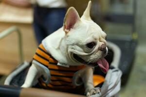 schließen oben schön Hündchen Mops Hund suchen oben mit süß Gesicht im das Hund Wagen im Haustier Messe Halle foto