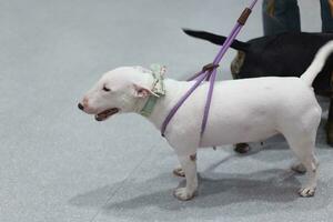 Stier Terrier Hund mit Hund Leine auf das Fußboden im das Haustier Messe mit Menschen Füße foto