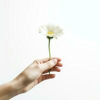 Weiß Gänseblümchen Blume im Frau Hand isoliert auf Weiß Hintergrund. foto