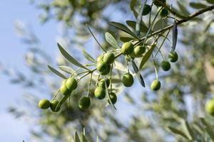 Olivenfrucht am Baum