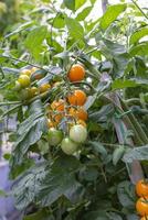 Tomaten für Nahrungszwecke während des Wachstums foto