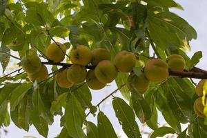 September Pfirsiche am Baum