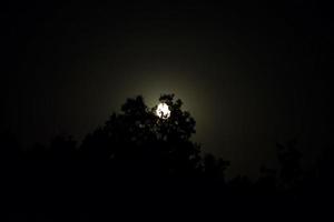 Vollmond steigt aus den Pflanzen foto