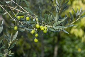 Olivenfrucht am Baum