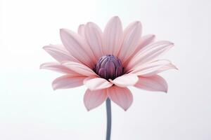ein immer noch - - Leben fotografieren von ein Single Blume gegen ein einfach Hintergrund. generativ ai foto