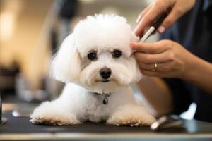 Fachmann Haustier Pistenfahrzeug wie sie zart trimmt das Pelz von ein flauschige Hund beim ein Pflege Salon. generativ ai foto