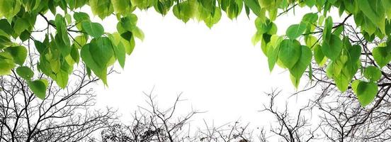 Bodhi grüner Blattbaum isoliert auf weißem Hintergrund. foto