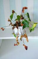 getrocknet Zuhause Pflanze rot Anthurium im ein Topf. Innen- Pflanze Krankheit. Anthurium andreanum. Anthurium andraeanum, Araceae oder Aronstab. foto
