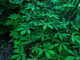 Maniok Blatt Pflanzen mit ein Grün Aussehen sind geeignet zum das Hintergrund foto