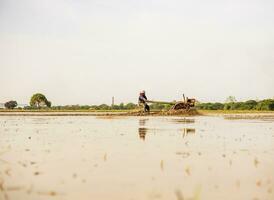 niedrig Winkel Sicht, Farmer ist Fahren hinterherlaufen Traktor zu Pflug wassergefüllt schlammig Boden. foto
