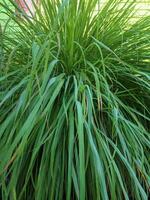 Zitrone Gras oder Cymbopogon Zitrusfrucht welche ist häufig benutzt wie ein Kochen würzen foto