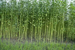 Jute Pflanzen wachsend im ein Feld im das Landschaft von Bangladesch foto