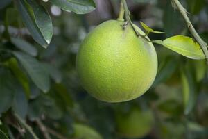 Grün Pampelmuse Zitrusfrüchte Grandis Pampelmusen sind das die meisten prominent Früchte Orangen hängend auf das Baum Ast foto