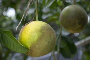 Grün Pampelmuse Zitrusfrüchte Grandis Pampelmusen sind das die meisten prominent Früchte Orangen hängend auf das Baum Ast foto