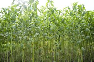 Grün Jute Plantage Feld. roh Jute Pflanze Muster Textur Hintergrund. diese ist das namens golden Ballaststoff im Bangladesch foto