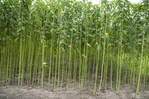 Grün Jute Plantage Feld. roh Jute Pflanze Muster Textur Hintergrund. diese ist das namens golden Ballaststoff im Bangladesch foto