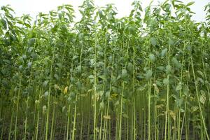 Grün Jute Plantage Feld. roh Jute Pflanze Muster Textur Hintergrund. diese ist das namens golden Ballaststoff im Bangladesch foto