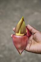 Banane Blume im Hand, Bangladesch. wissenschaftlich Name musa Akut foto