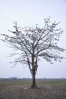 einsam bombax ceiba Baum im das Feld unter das Blau Himmel foto