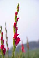 schön Rosa Gladiole Blumen im das Feld. selektiv Fokus foto