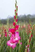 schön Rosa Gladiole Blumen im das Feld. selektiv Fokus foto